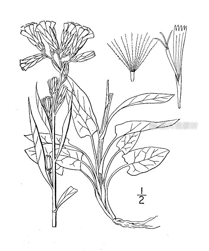 古植物学植物插图:Nabalus bootii, Boott的响尾蛇根